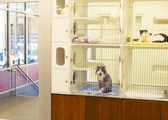 24-Hour Veterinary Services: When and Why You Might Need Round-the-Clock Pet Care