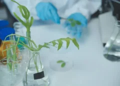 Tissue Culture Plants Wholesale Supply Chain Overview