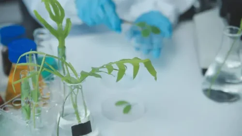 Tissue Culture Plants