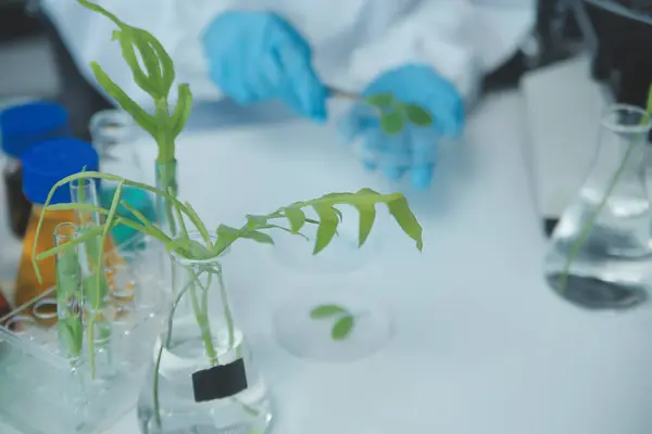 Tissue Culture Plants