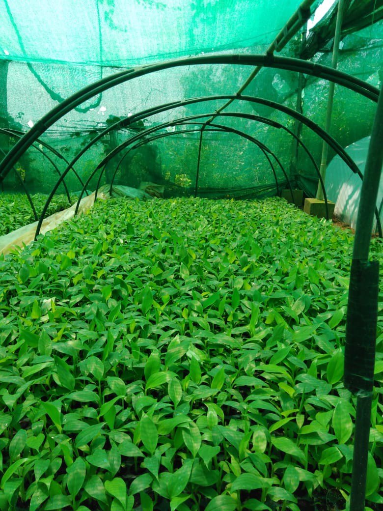 Tissue Culture Plants